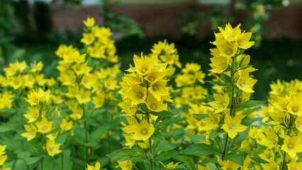 Beautiful flowers in the garden.