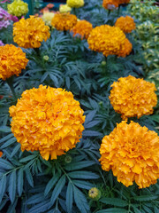 A beautiful marigold flowers outdoors