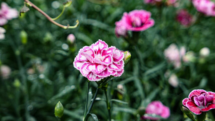A beautiful carnations flowers outdoors