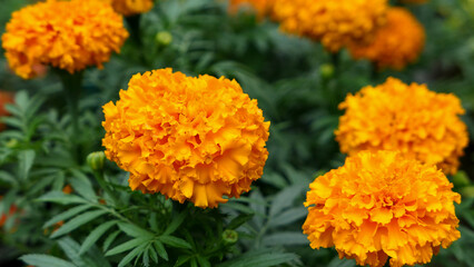 A beautiful marigold flowers outdoors