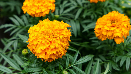 A beautiful marigold flowers outdoors