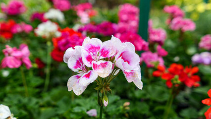 A beautiful geraniums flowers outdoors