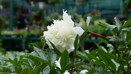 A beautiful rose flowers outdoors