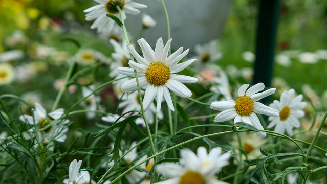 A beautiful daysies flowers outdoors