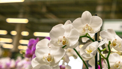 Beautiful phalaenopsis orchids