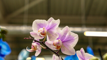 Beautiful phalaenopsis orchids