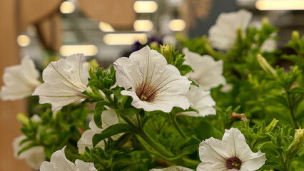 Beautiful phalaenopsis orchids