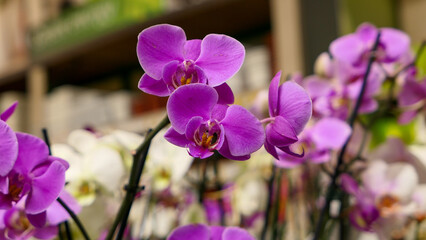 Beautiful phalaenopsis orchids