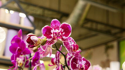Beautiful phalaenopsis orchids