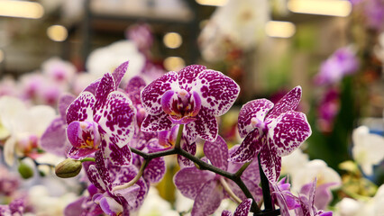 Beautiful phalaenopsis orchids