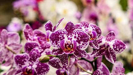 Fototapeta na wymiar Beautiful phalaenopsis orchids