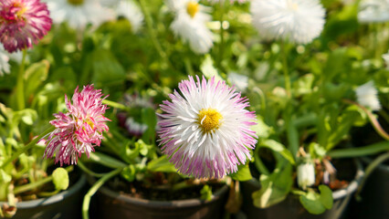 A beautiful daisies flowers outdoors