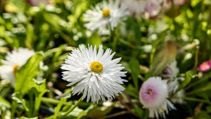 A beautiful daisies flowers outdoors © Darcraft