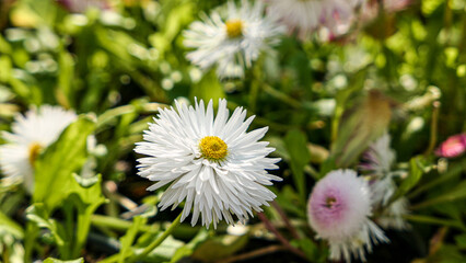 A beautiful daisies flowers outdoors