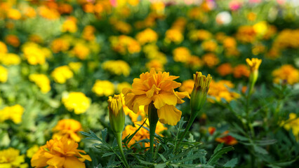 A beautiful marigold flowers outdoors