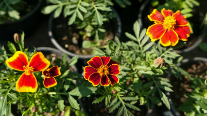 A beautiful marigold flowers outdoors