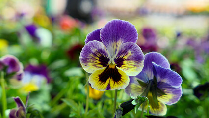 A beautiful pansy flowers outdoors
