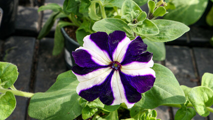 Beautiful petunia flowers