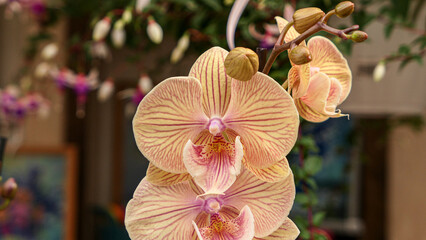 Beautiful phalaenopsis orchids