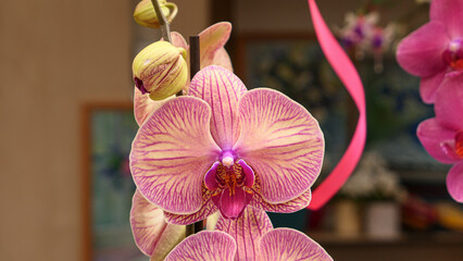Beautiful phalaenopsis orchids © Darcraft