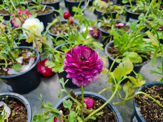Fototapeta na wymiar Beautiful ranunculus flowers