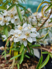 Beautiful sakura flowers