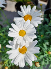 Fototapeta premium A beautiful daysies flowers outdoors