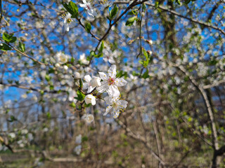 Beautiful sakura flowers