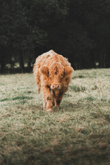 Fototapeta premium highland cow.