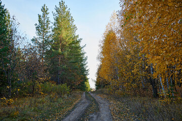 Road through coniferous and deciduous forest. Natural background.
