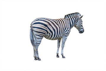 Fototapeta na wymiar Zebra isolate. Zebra side view isolated on white background