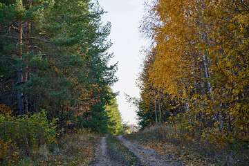Road through coniferous and deciduous forest. Natural background.