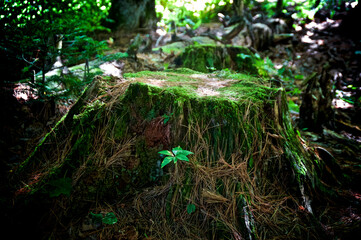An old tree stump is overgrown with moss and grass in the middle of a wilderness area in lake placid new york.