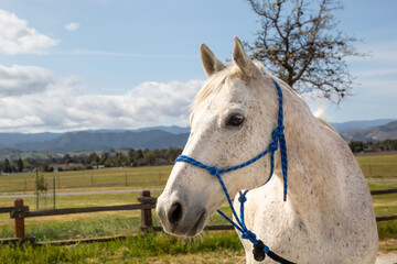 Obraz premium A white horse posing for a portrait.
