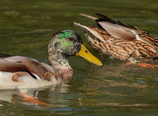 Duck sitting on a pond; Beautiful duck on the water; duck on the water; duck on a pond; immature mallard or wild duck Anas platyrhynchos from South Korea	
