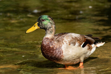 Duck sitting on a pond; Beautiful duck on the water; duck on the water; duck on a pond; immature mallard or wild duck Anas platyrhynchos