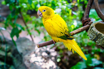 Yellow parrot