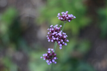 Fototapeta premium Close up of verbena bonariensis flowers against soft purple background