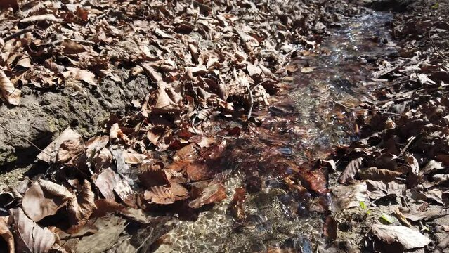 Stream in the forest. Shooting in the spring.