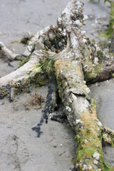 Low tide expose old tree roots with barnacles