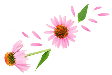 Coneflower or Echinacea purpurea isolated on white background, Top view. Flat lay.
