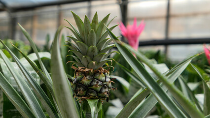 Fototapeta premium Small Pineapple growing in the greenhouse close up