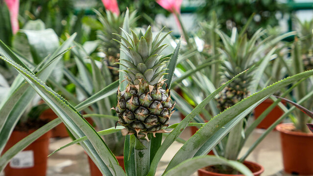 Small Pineapple growing in the greenhouse close up