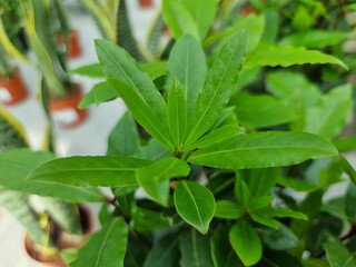 Green leaves wall background wild grapes foliage texture