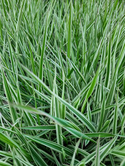 Green grass nature background landscape