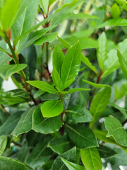 Green leaves wall background wild grapes foliage texture