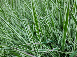 Green grass nature background landscape