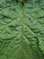 Close up of Green leaf texture