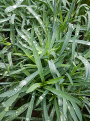Green leaves wall background wild grapes foliage texture