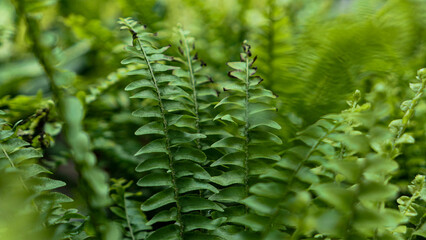 Fototapeta na wymiar Fern leaves green foliage